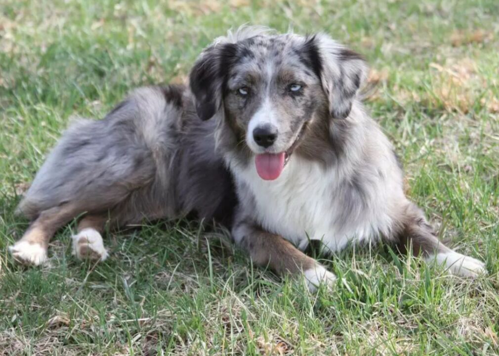 #30. Miniature American shepherd